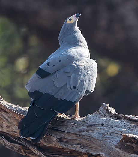 African Harrier Hawk